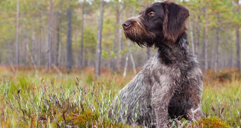 German Wirehaired Pointer: Dog Breed Characteristics & Care