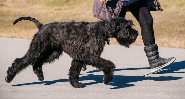 Giant Schnauzer: Dog Breed Characteristics & Care