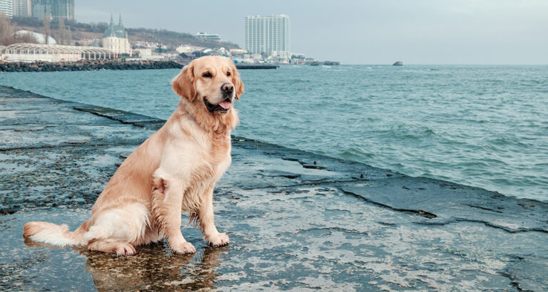 Golden Retriever: Dog Breed Characteristics & Care