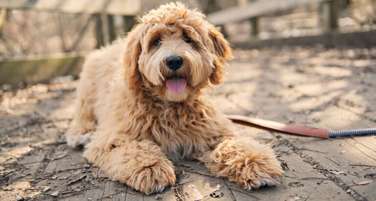 Goldendoodle: Dog Breed Characteristics & Care