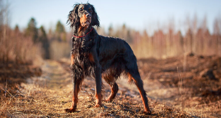 Gordon Setter: Dog Breed Characteristics & Care