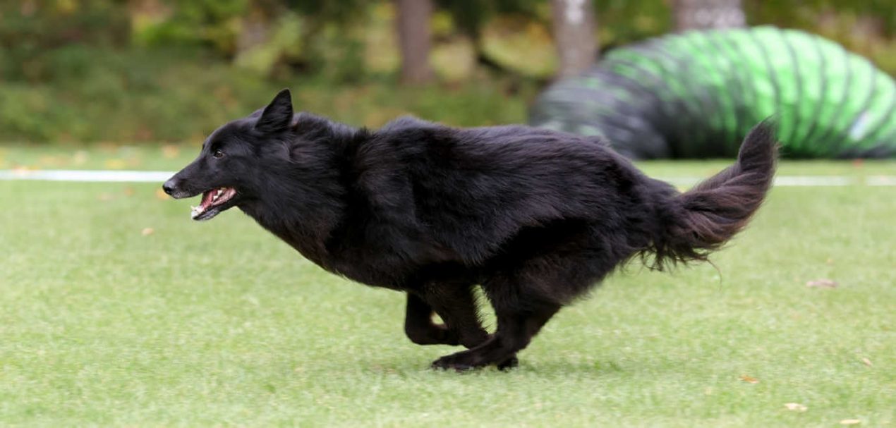 Belgian Sheepdog