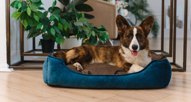 Here are the 5 Best Dog Beds