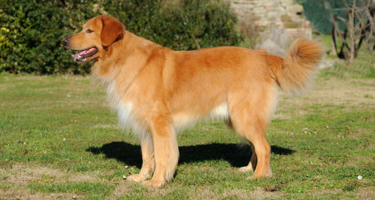 Hovawart: Dog Breed Characteristics & Care