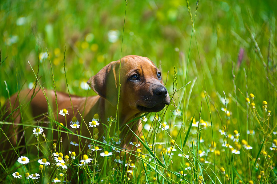 Rhodesian Ridgeback