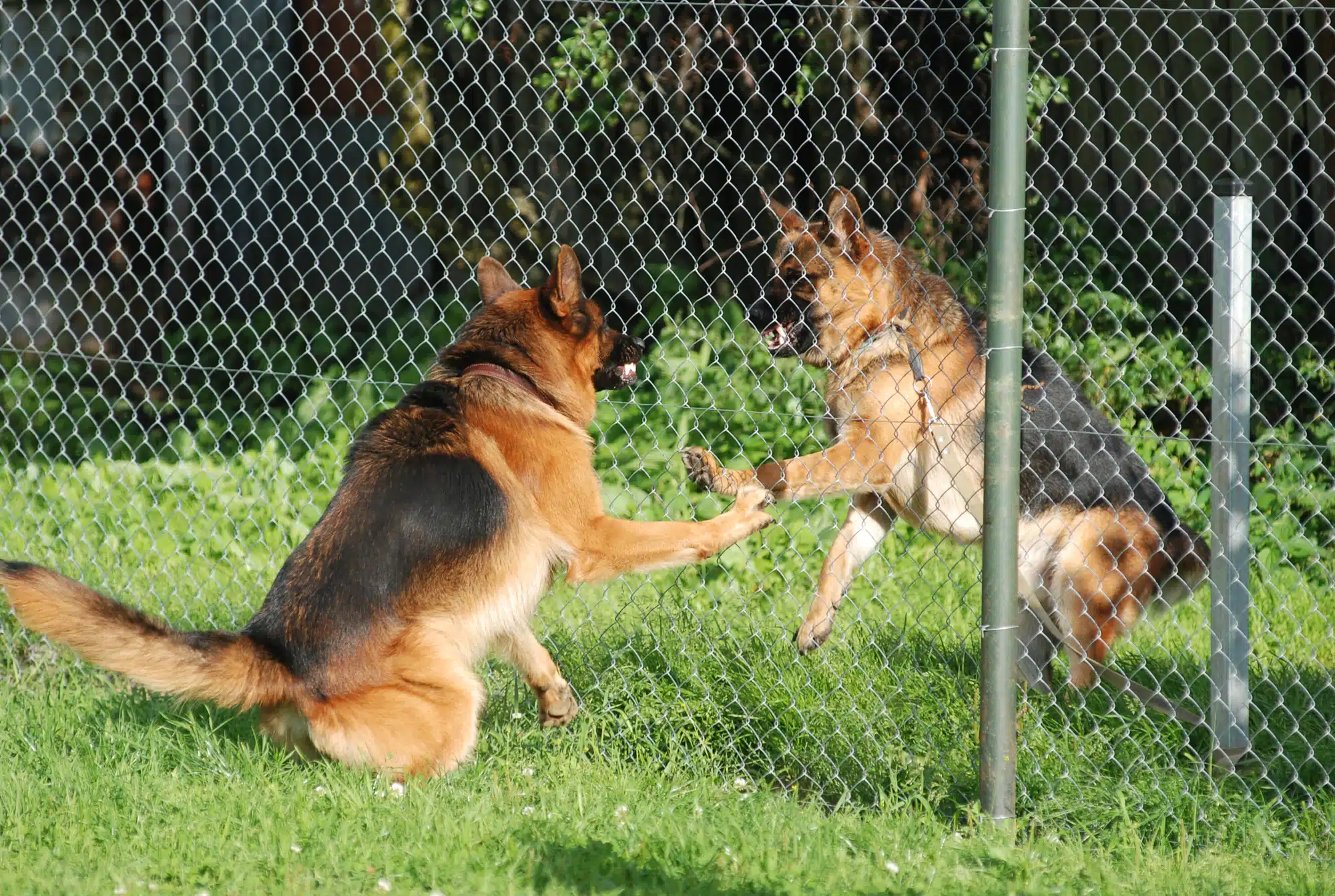 Dog Fence Review