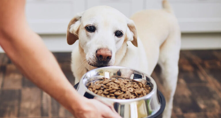 Best Hypoallergenic Dog Foods in 2024