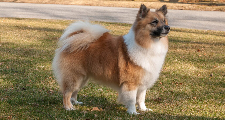 Icelandic Sheepdog: Dog Breed Characteristics & Care