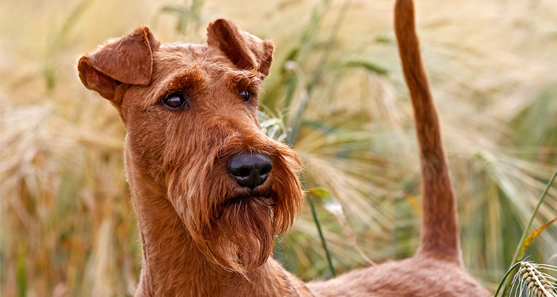 Irish Terrier: Dog Breed Characteristics & Care