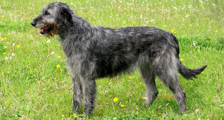 Irish Wolfhound: Dog Breed Characteristics & Care