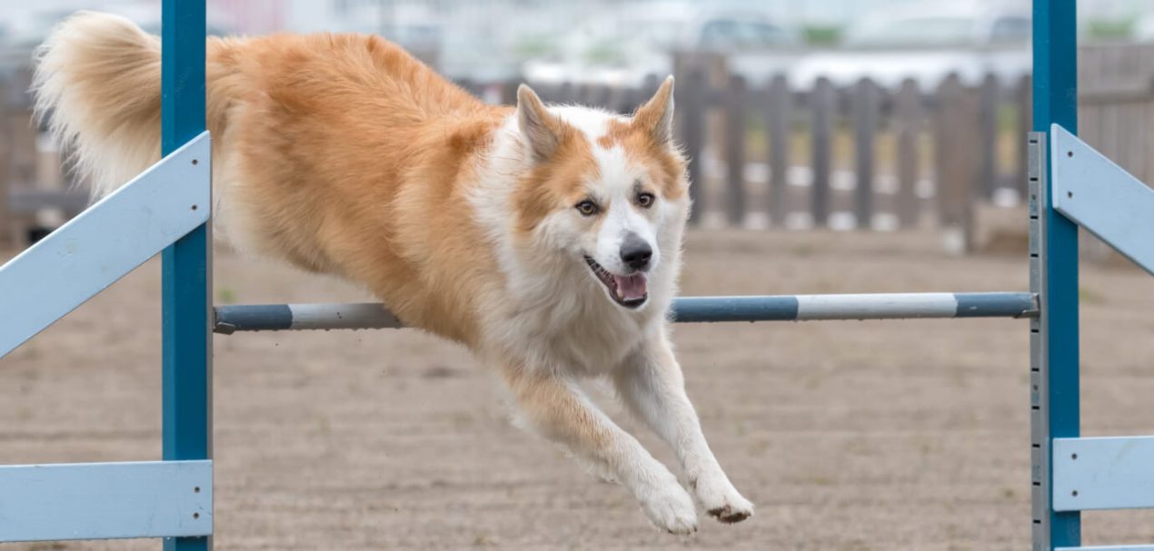 Icelandic Sheepdog