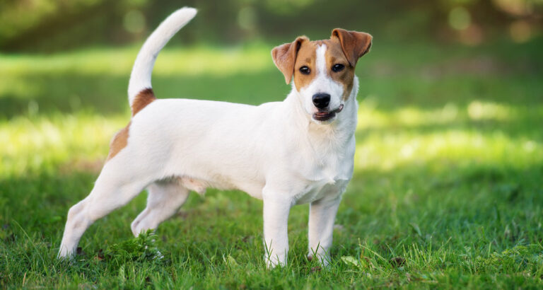 Jack Russell Terrier: Dog Breed Characteristics & Care