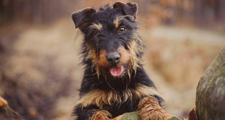 Jagdterrier: Dog Breed Characteristics & Care