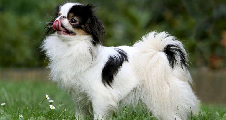 Japanese Chin (Japanese Spaniel): Dog Breed Characteristics & Care