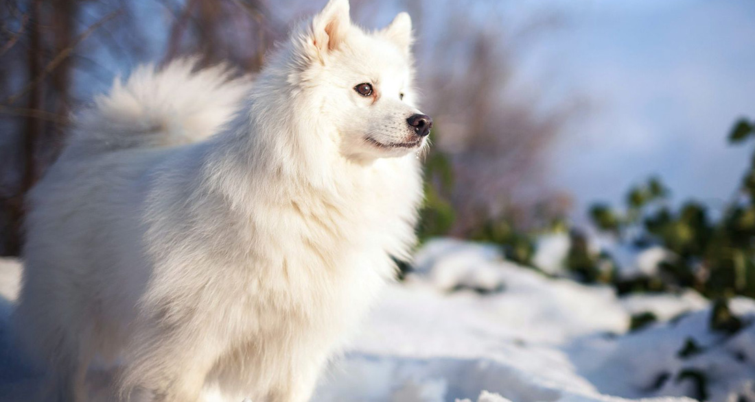 Japanese Spitz: Dog Breed Characteristics & Care