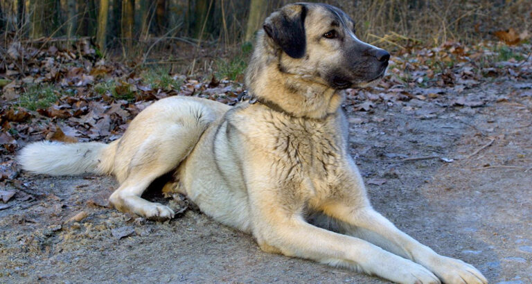 Kangal Shepherd: Dog Breed Characteristics & Care