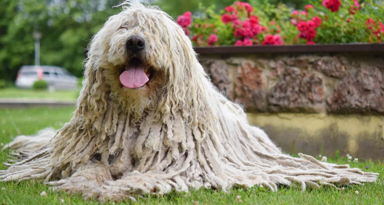 Komondor: Dog Breed Characteristics & Care