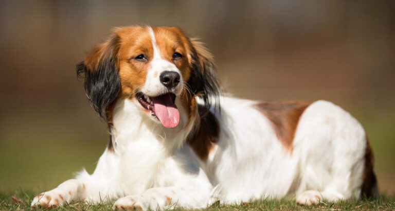 Nederlandse Kooikerhondje (Kooiker): Dog Breed Characteristics & Care