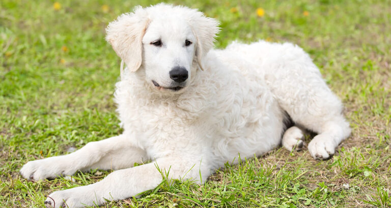 Kuvasz: Dog Breed Characteristics & Care