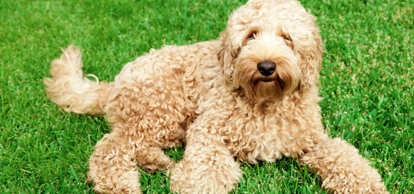 Doodle Dog Breeds