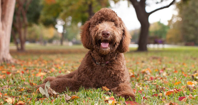 Labradoodle: Dog Breed Characteristics & Care