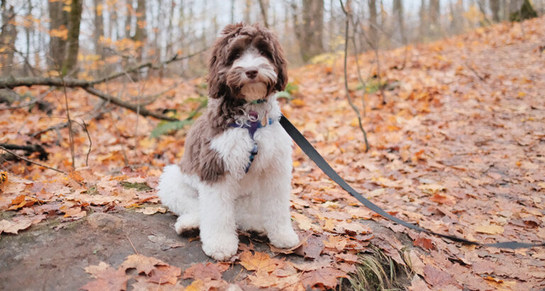 The Fascinating World of Doodle Dog Breeds: Everything You Need to Know