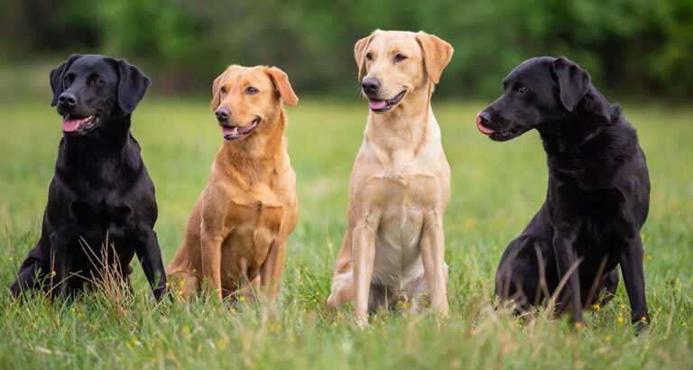 Labrador Retriever: Dog Breed Characteristics & Care