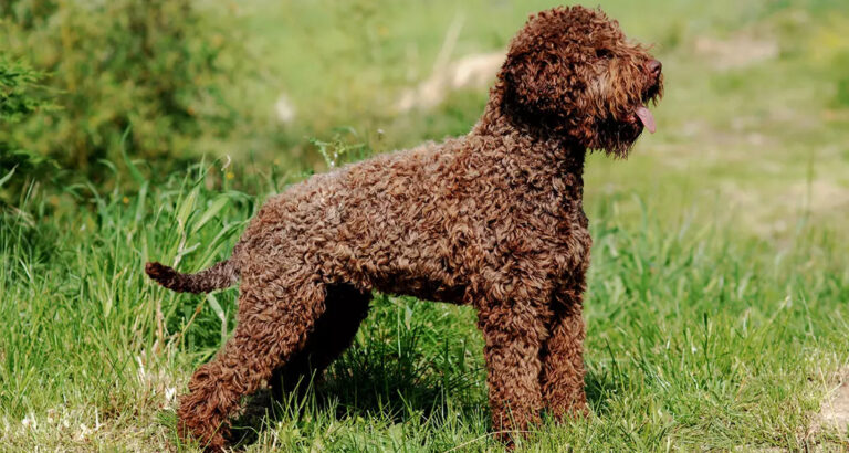 Lagotto Romagnolo: Dog Breed Characteristics & Care