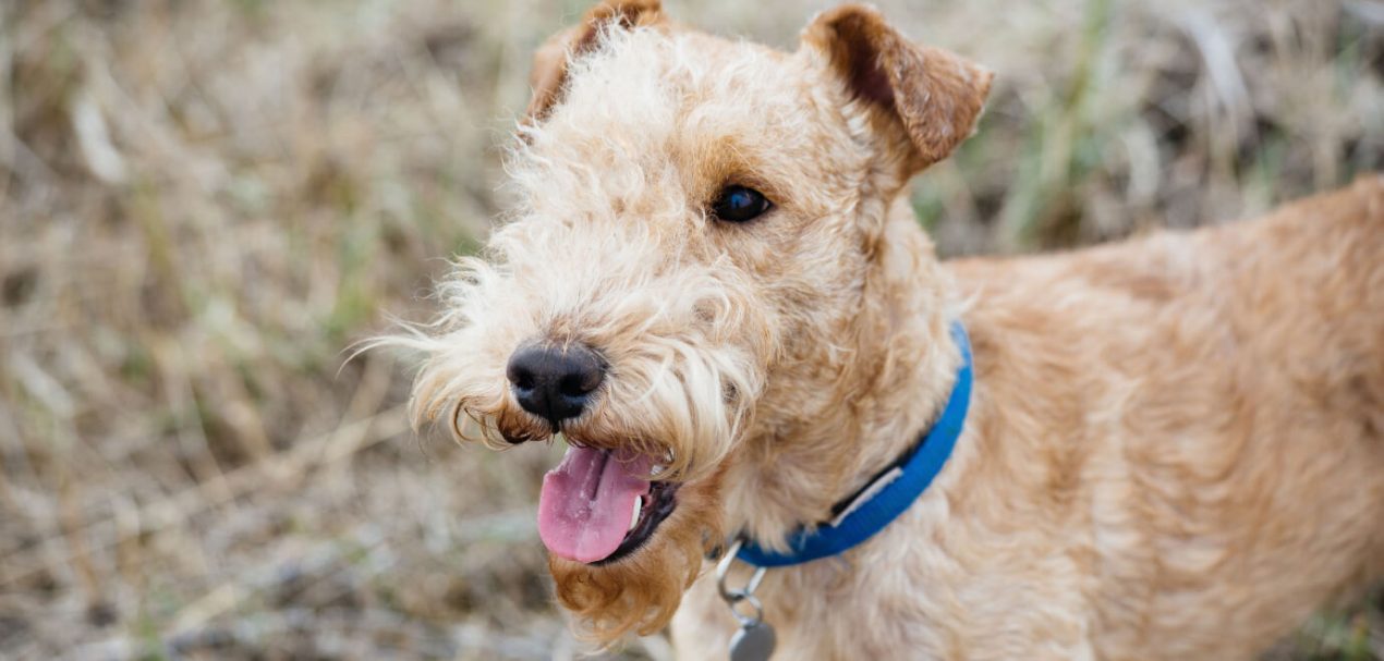 Lakeland Terrier