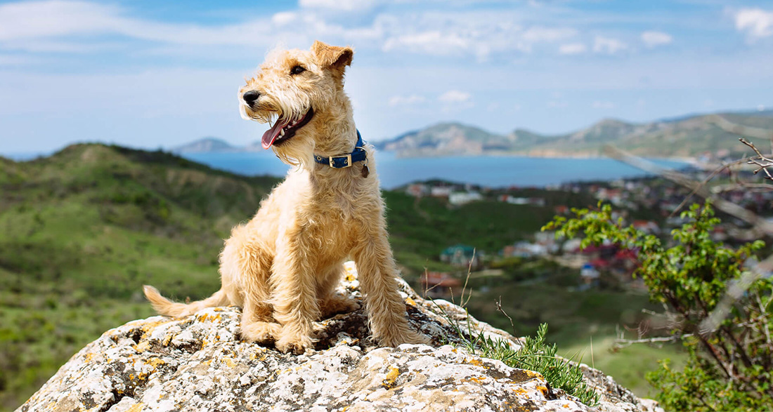 Lakeland Terrier: Dog Breed Characteristics & Care