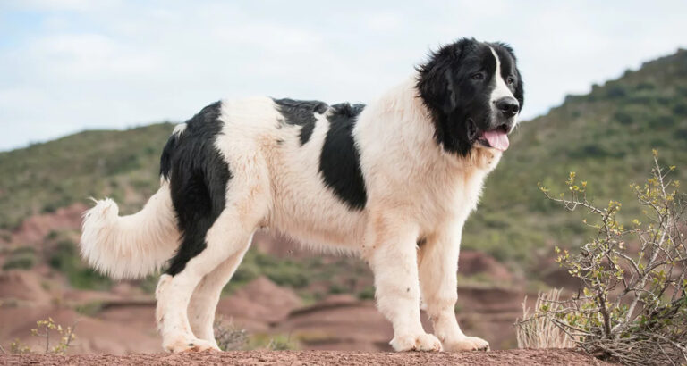 Landseer: Dog Breed Characteristics & Care