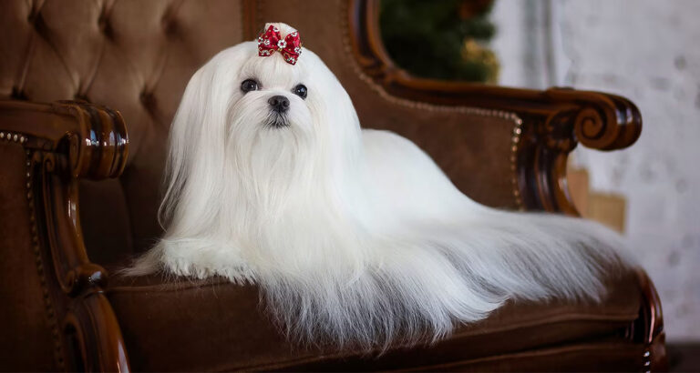 Maltese: Dog Breed Characteristics & Care