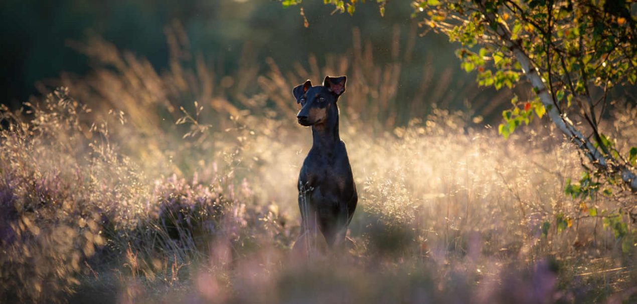 Manchester Terrier