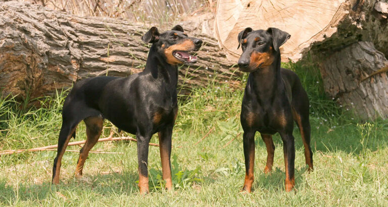 Manchester Terrier: Dog Breed Characteristics & Care