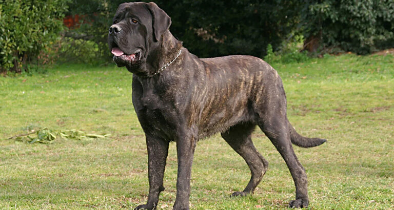 Mastiff: Dog Breed Characteristics & Care