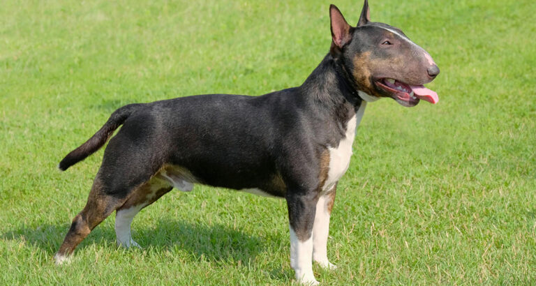 Miniature Bull Terrier: Dog Breed Characteristics & Care