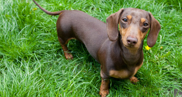 Miniature Dachshund: Dog Breed Characteristics & Care