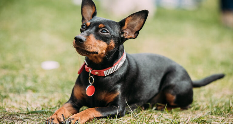 Miniature Pinscher: Dog Breed Characteristics & Care