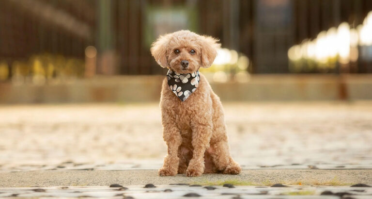 Miniature Poodle: Dog Breed Characteristics & Care