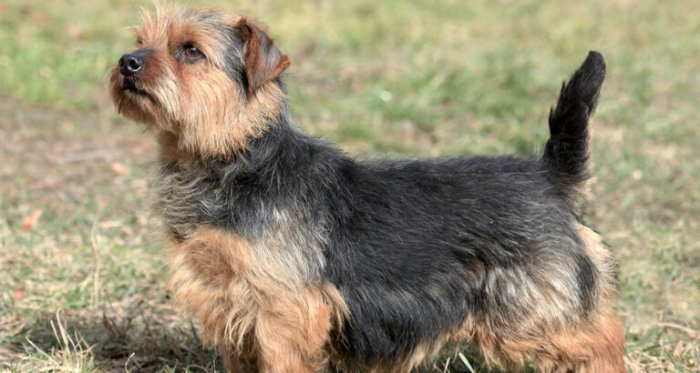 Norfolk Terrier: Dog Breed Characteristics & Care