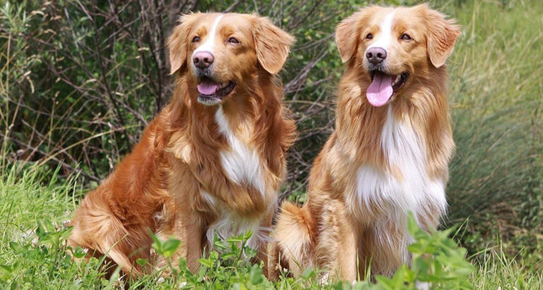 Nova Scotia Duck Tolling Retriever: Dog Breed Characteristics & Care