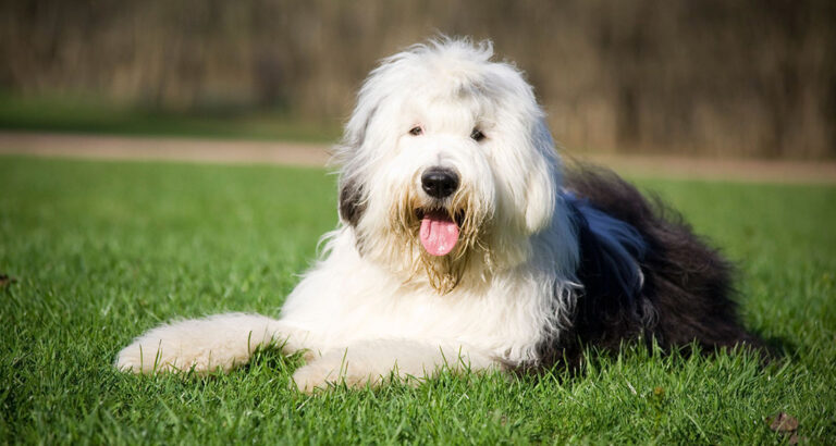 Old English Sheepdog (Bobtail): Dog Breed Characteristics & Care