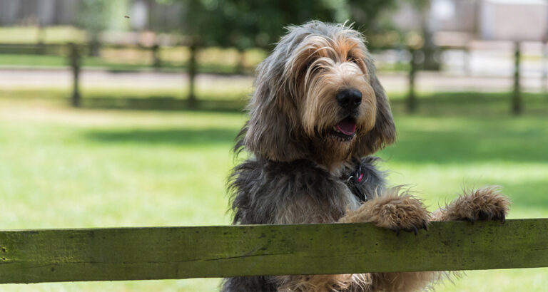 Otterhound: Dog Breed Characteristics & Care