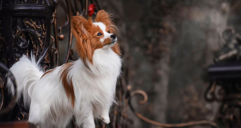 Papillon: Dog Breed Characteristics & Care