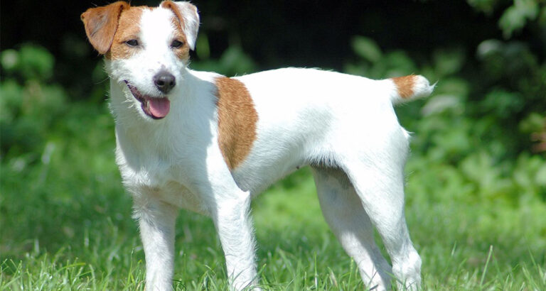 Parson Russell Terrier: Dog Breed Characteristics & Care