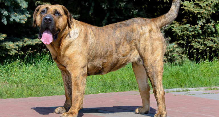 Perro de Presa Canario: Dog Breed Characteristics & Care