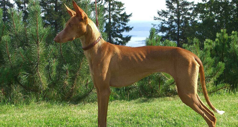 Podenco: Dog Breed Characteristics & Care