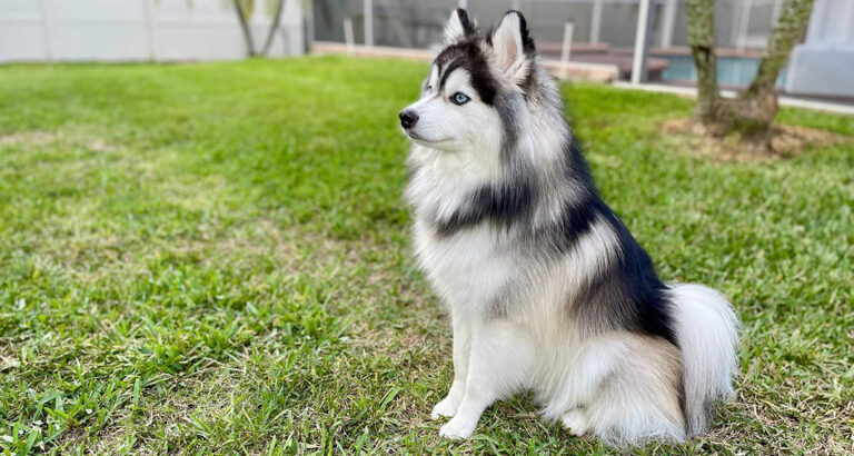 Pomsky: Dog Breed Characteristics & Care