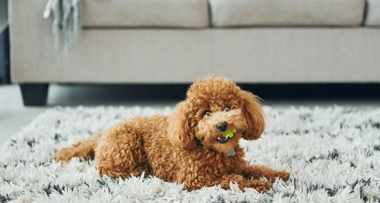 Poodle: Dog Breed Characteristics & Care