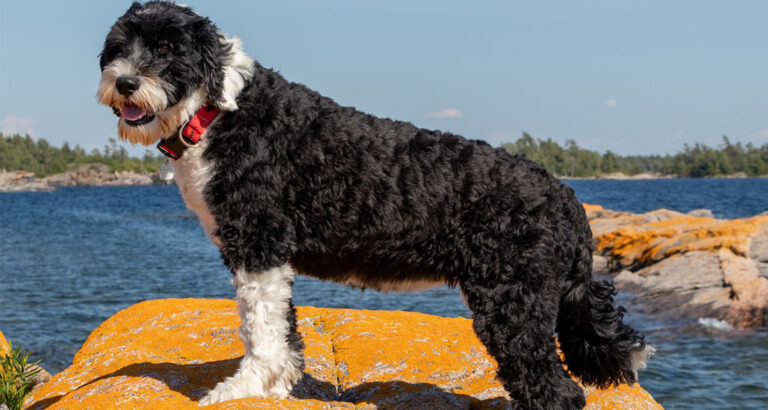 Portuguese Water Dog: Dog Breed Characteristics & Care